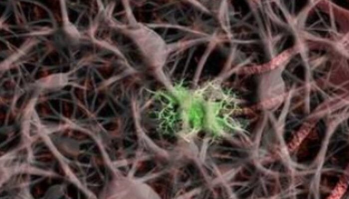 Mengenal Saraf Tepi: Jaringan Komunikasi Vital Tubuh Anda