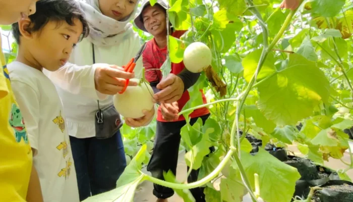 Menikmati Manisnya “Kampung Melon” Sukabumi: Destinasi Agrowisata Premium yang Edukatif