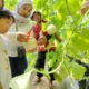 Menikmati Manisnya "Kampung Melon" Sukabumi: Destinasi Agrowisata Premium yang Edukatif
