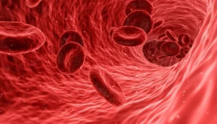 Menjaga Kadar Lemak Darah: Kunci Utama Jantung yang Sehat