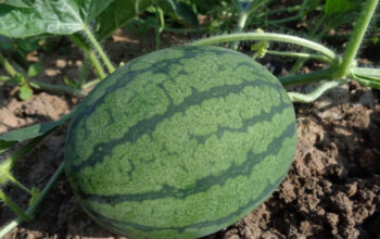 Panduan Praktis Melestarikan Buah Semangka di Pekarangan