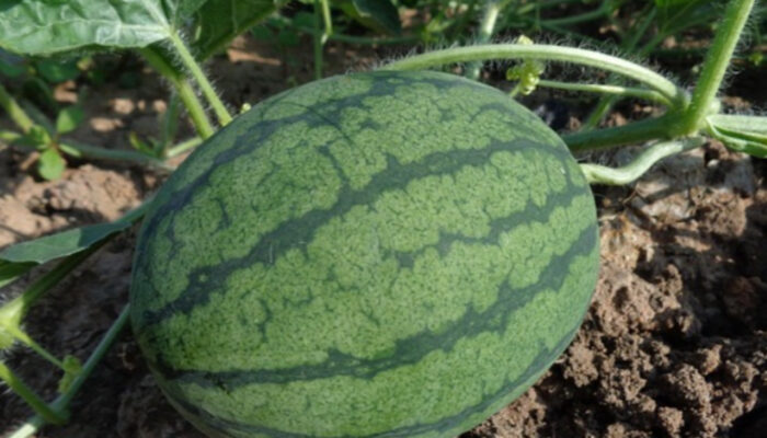 Panduan Praktis Melestarikan Buah Semangka di Pekarangan