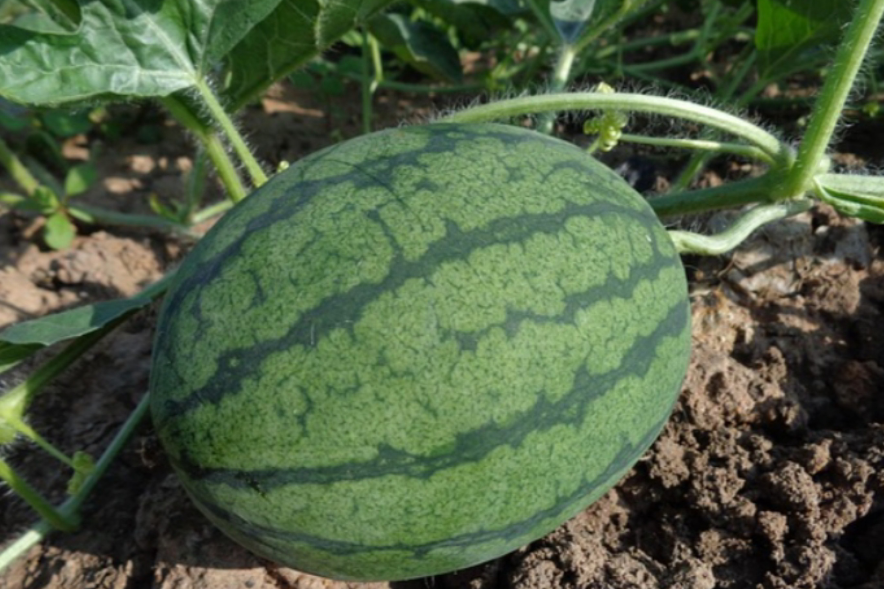 Panduan Praktis Melestarikan Buah Semangka di Pekarangan