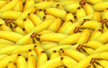 Rahasia Nutrisi Pisang: Buah Super untuk Energi Harian