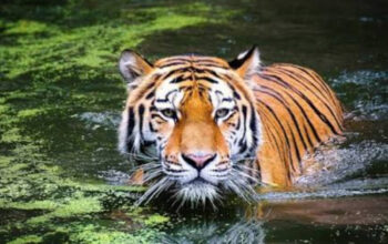 Tragedi Tiger Kingdom: Misteri Kematian Masal 70 Harimau