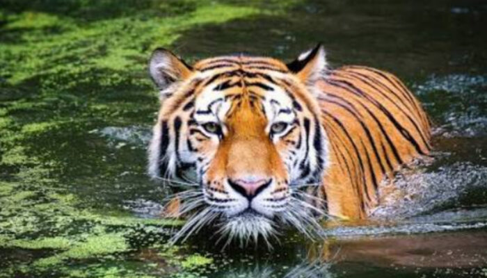 Tragedi Tiger Kingdom: Misteri Kematian Masal 70 Harimau