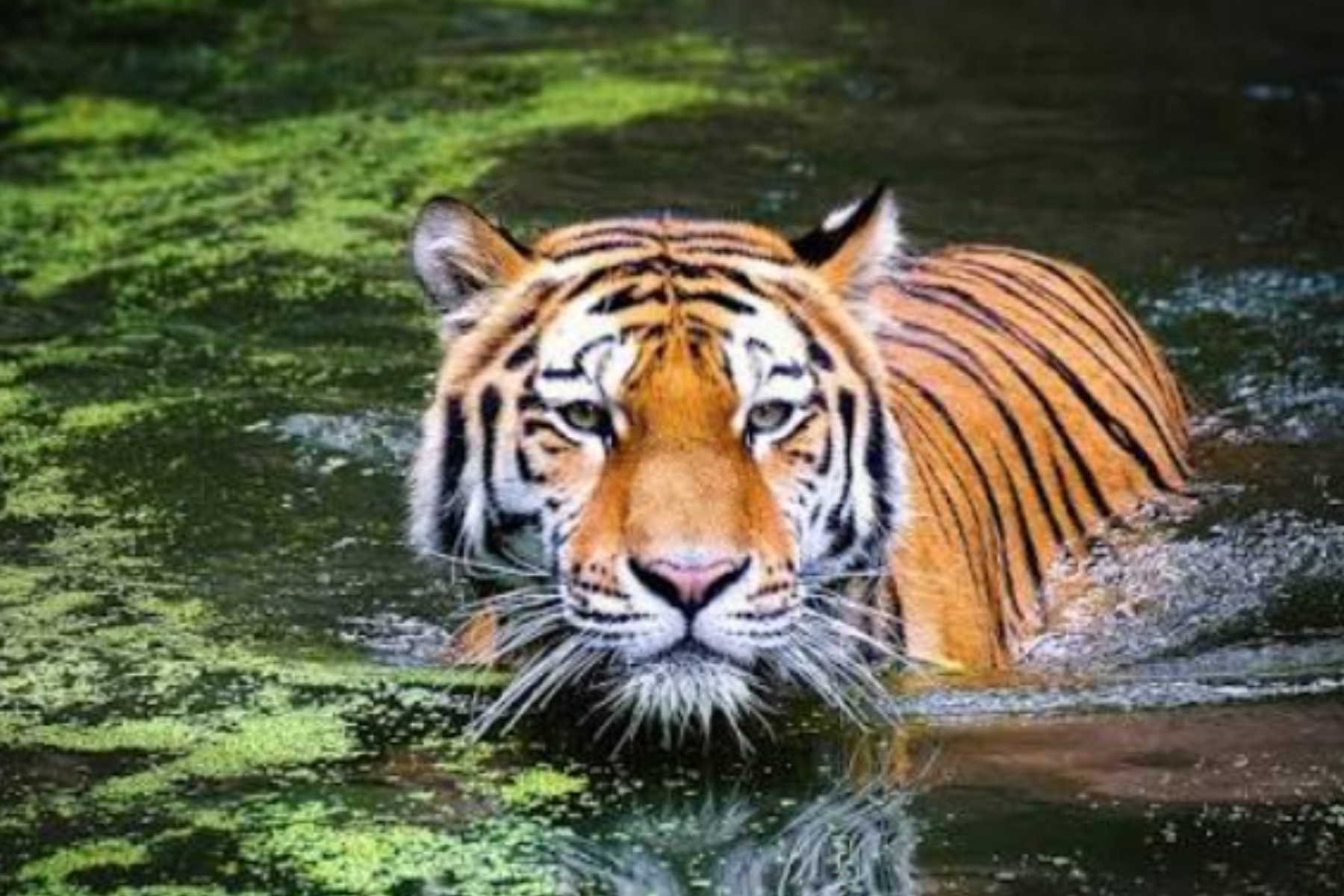Tragedi Tiger Kingdom: Misteri Kematian Masal 70 Harimau