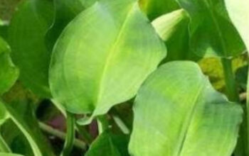 Daun Genjer: Sayuran Murah dengan Gizi Melimpah