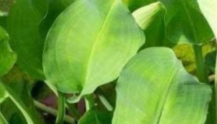 Daun Genjer: Sayuran Murah dengan Gizi Melimpah