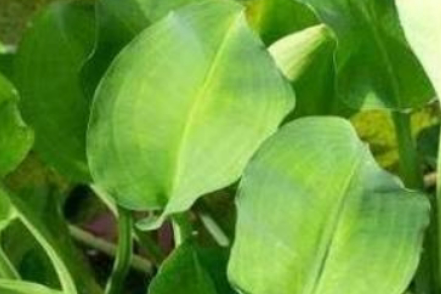 Daun Genjer: Sayuran Murah dengan Gizi Melimpah