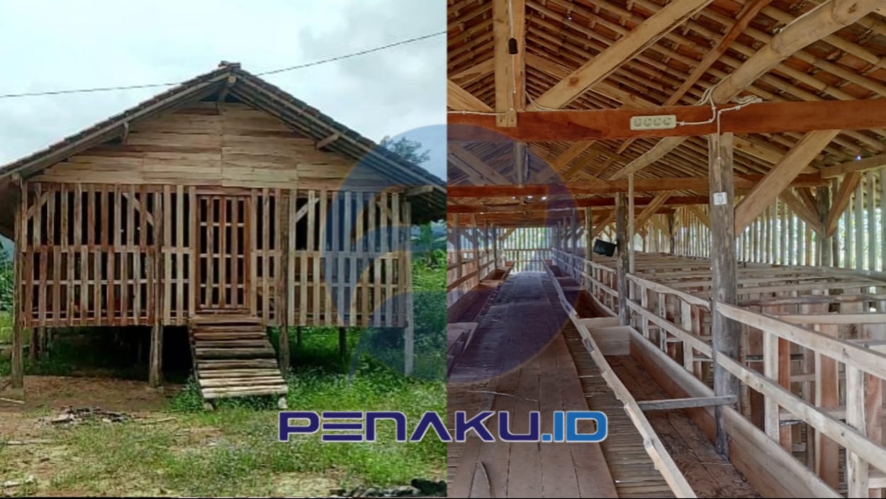 Geger!! Puluhan Kambing BUMDes Selawangi Hilang Misterius, Anggaran 2025 Diduga Menguap 