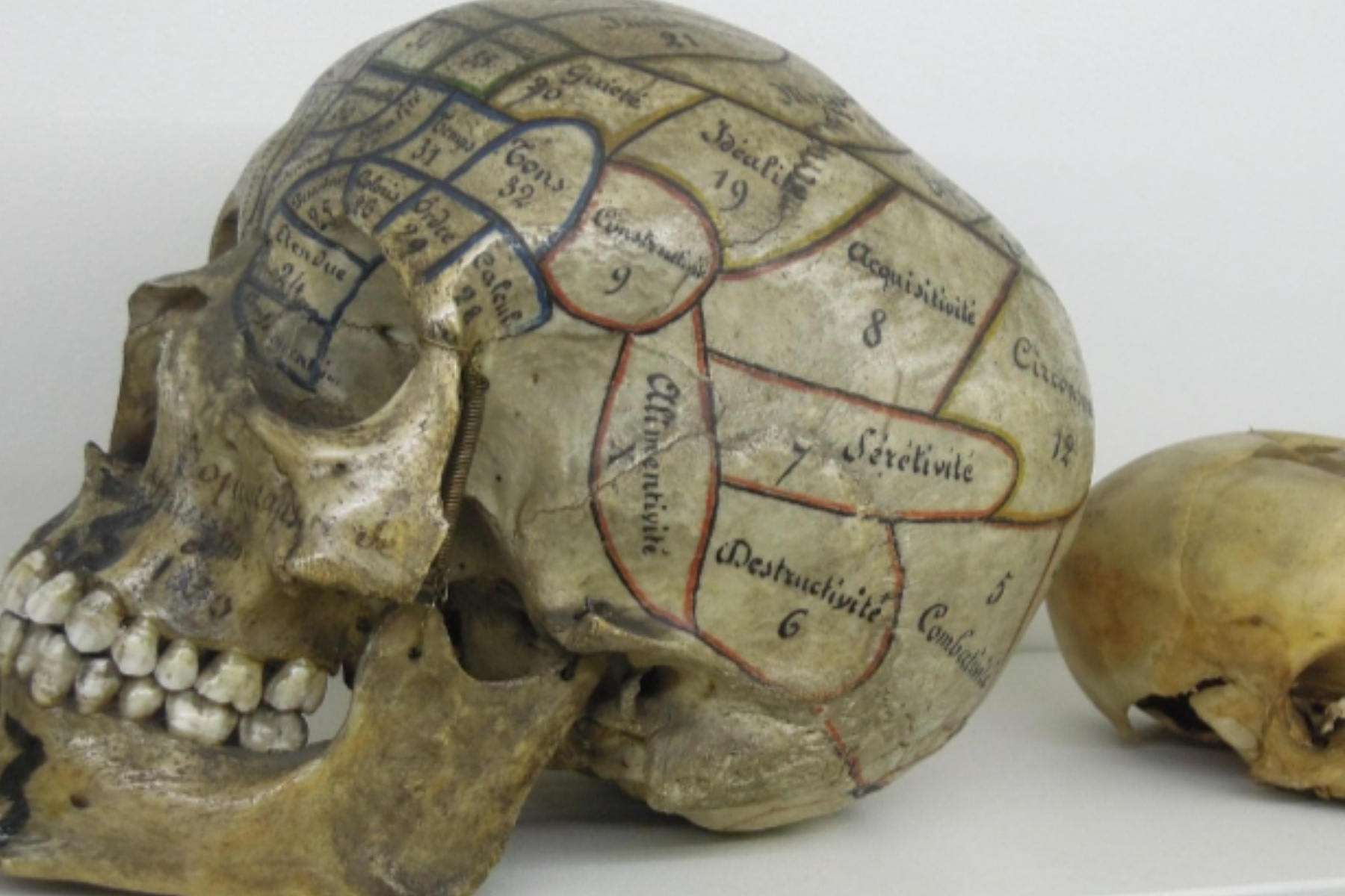 Menguak Phrenology: Antara Sejarah Kepribadian dan Ilmu Semu