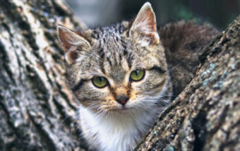 Panduan Rawat Kucing Munchkin