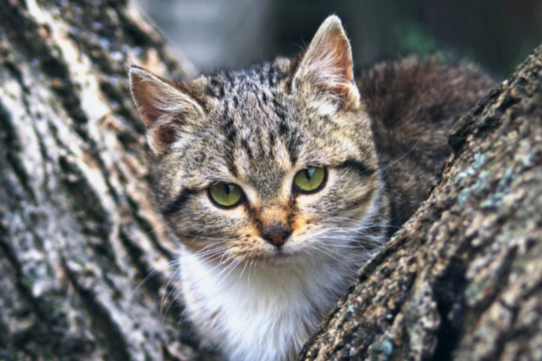 Panduan Rawat Kucing Munchkin