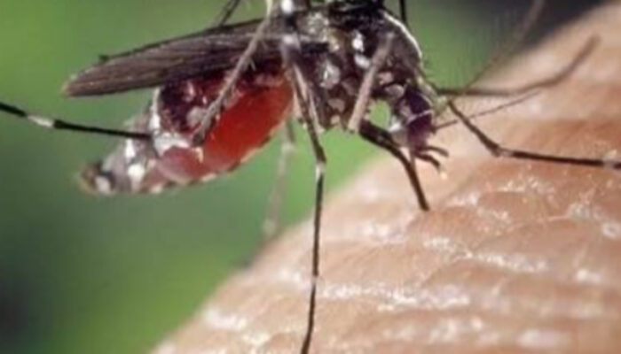 Pemulihan Chikungunya: Mengapa Perawatan di Rumah Sangat Krusial?