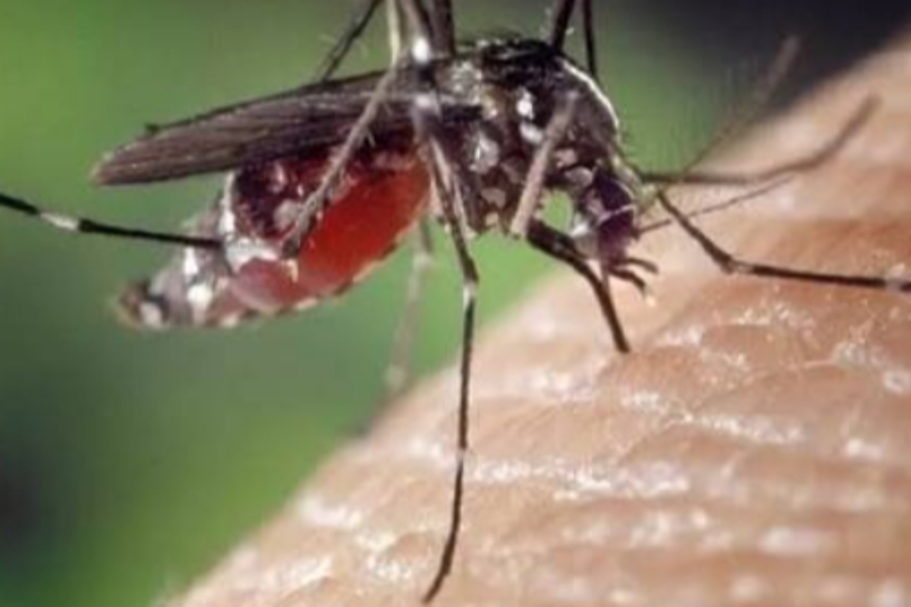 Pemulihan Chikungunya: Mengapa Perawatan di Rumah Sangat Krusial?