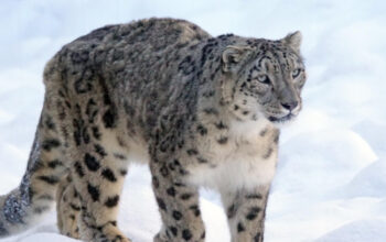 Penampakan "Hantu Gunung": Macan Tutul Salju Langka Terekam di Pegunungan Uzbekistan