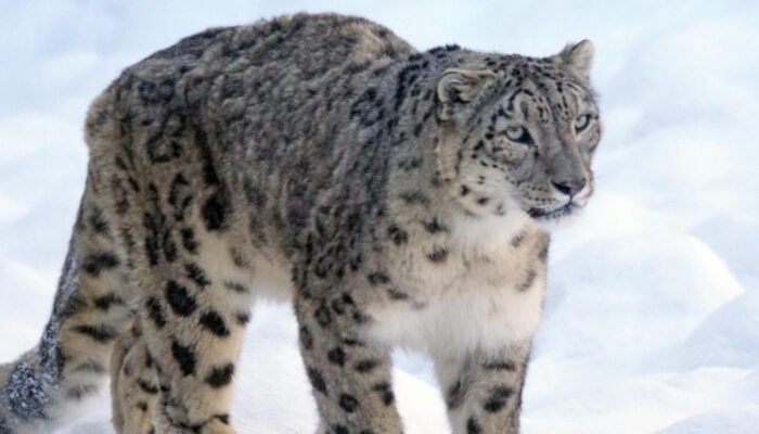 Penampakan “Hantu Gunung”: Macan Tutul Salju Langka Terekam di Pegunungan Uzbekistan