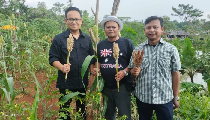 Dukung Ketahanan Pangan, DPP dan DPD JAGATARA Sambangi Petani Sorgum di Bojong Gede