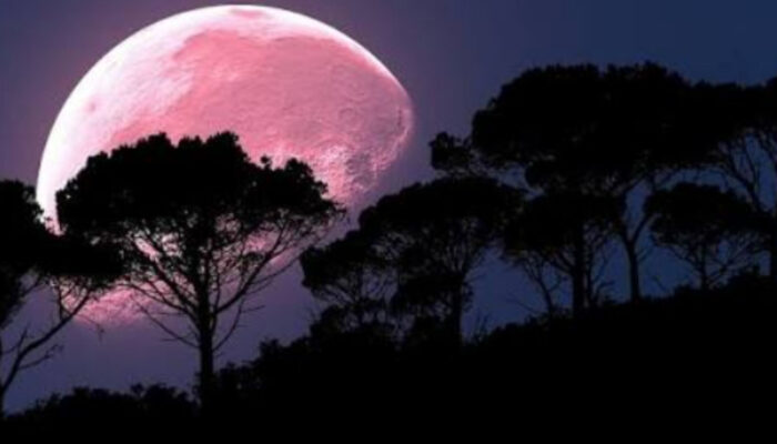 Fenomena Pink Moon: Pesona Langit yang Melampaui Sekadar Warna