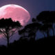 Fenomena Pink Moon: Pesona Langit yang Melampaui Sekadar Warna