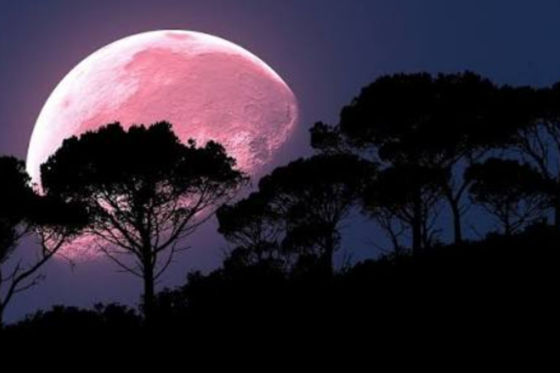 Fenomena Pink Moon: Pesona Langit yang Melampaui Sekadar Warna