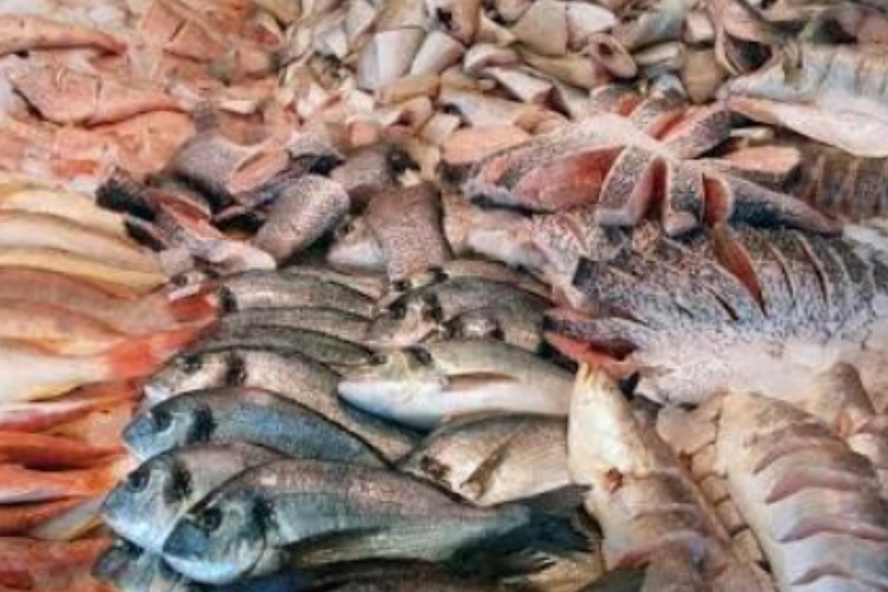 Jangan Sampai Tertipu! Bahaya Tersembunyi di Balik Ikan Mengilap di Pasar Tradisional