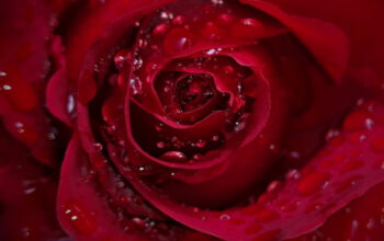 Manfaat Toner Air Mawar: Rahasia Skincare Alami untuk Pemula 6 Manfaat Toner Air Mawar: Rahasia Skincare Alami untuk Pemula