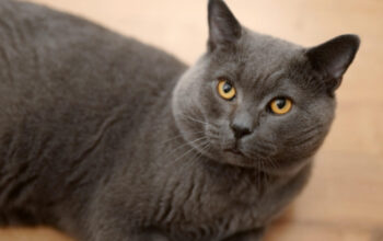 Mengenal British Shorthair: Kucing Berwajah Bulat yang Penuh Misteri