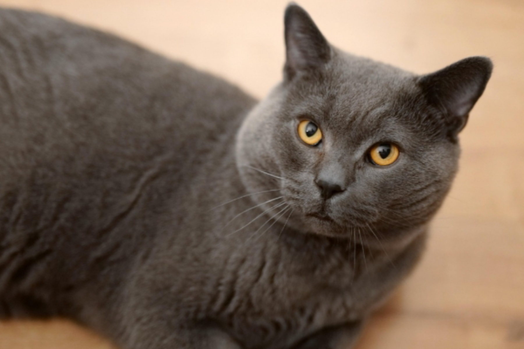 Mengenal British Shorthair: Kucing Berwajah Bulat yang Penuh Misteri
