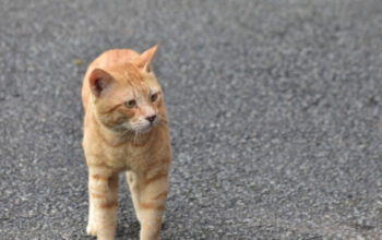 Mengenal Fenomena Kucing Oren: Pesona Si "Ginger Cat" yang Ikonik