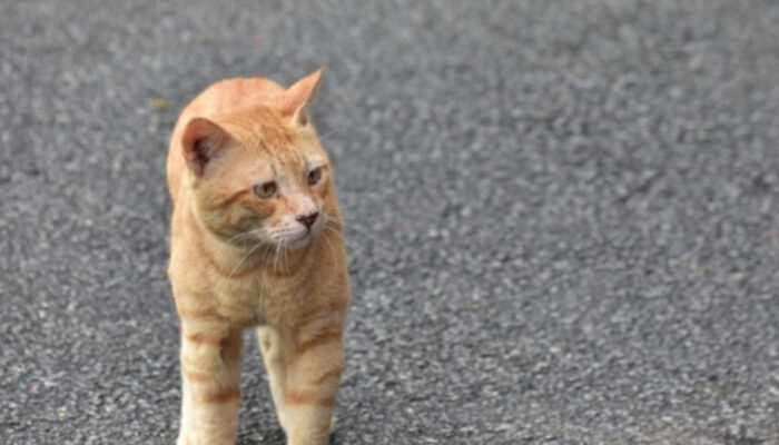 Mengenal Fenomena Kucing Oren: Pesona Si “Ginger Cat” yang Ikonik