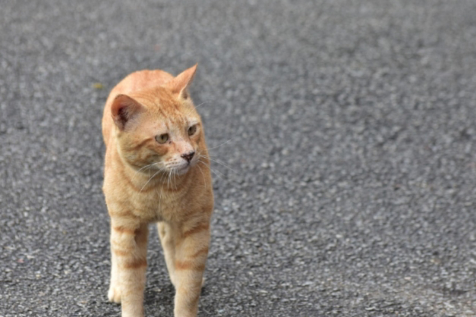Mengenal Fenomena Kucing Oren: Pesona Si "Ginger Cat" yang Ikonik