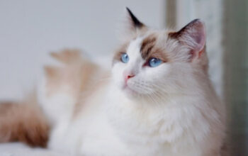Mengenal Kucing Ragdoll: Si Boneka Hidup yang Menggemaskan