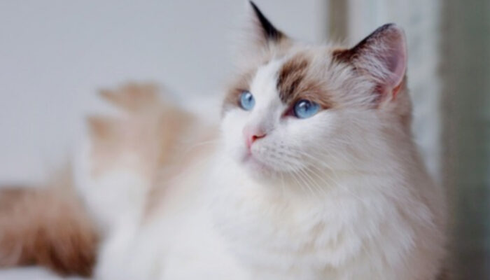Mengenal Kucing Ragdoll: Si Boneka Hidup yang Menggemaskan