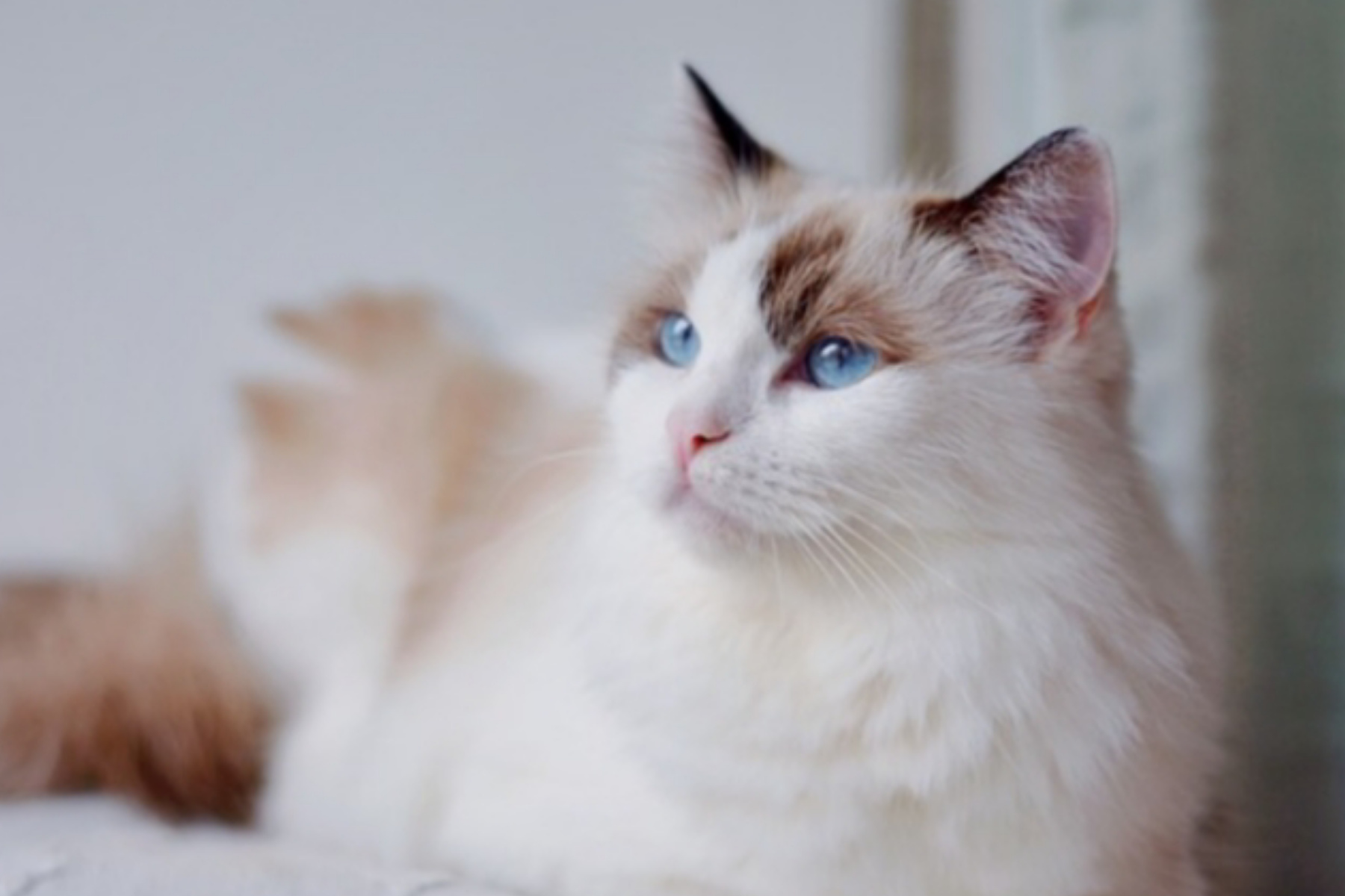 Mengenal Kucing Ragdoll: Si Boneka Hidup yang Menggemaskan