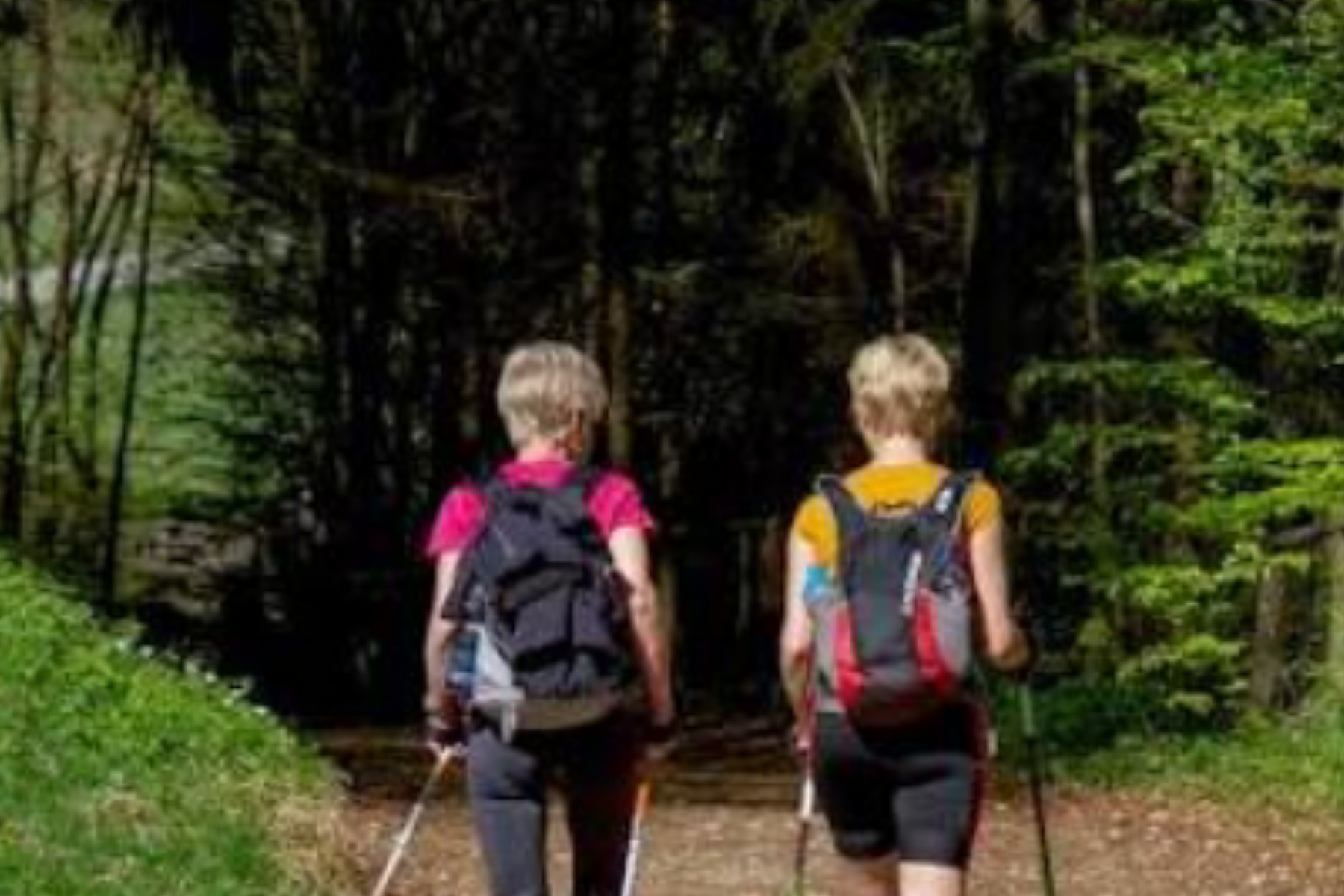 Nordic Walking: Rahasia Jalan Kaki Pakai Tongkat yang Bakar Kalori Maksimal