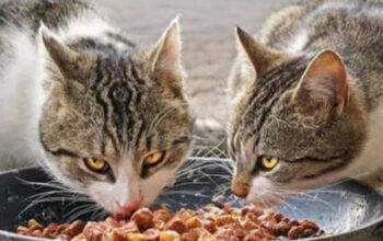 Panduan Nutrisi: Memilih Makanan Kucing yang Aman dan Sehat
