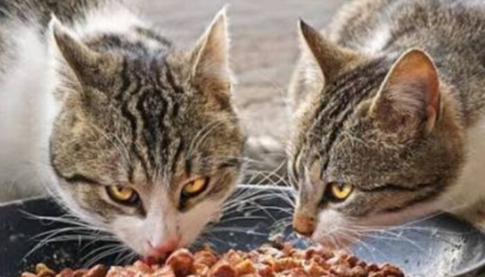 Panduan Nutrisi: Memilih Makanan Kucing yang Aman dan Sehat