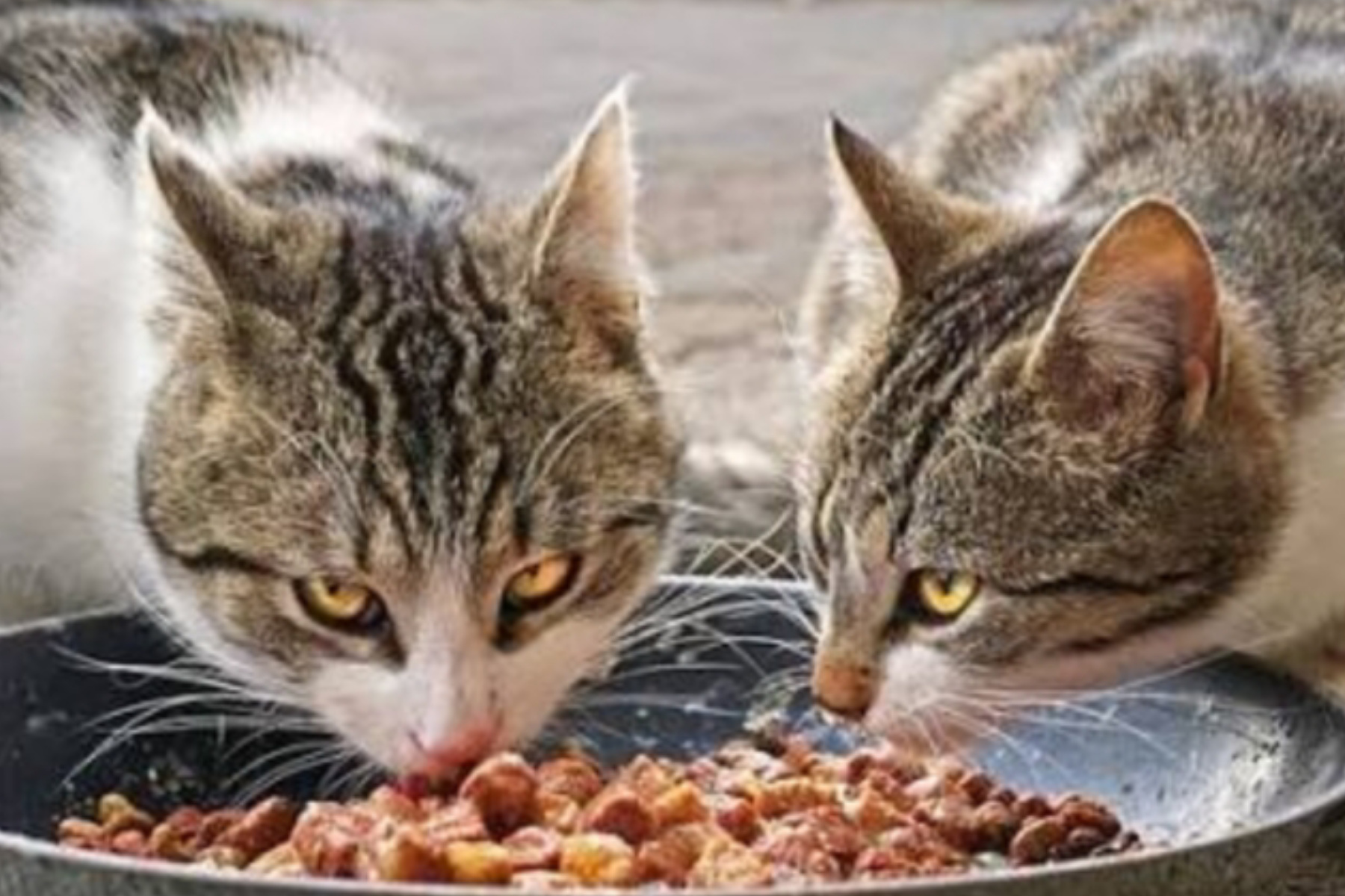 Panduan Nutrisi: Memilih Makanan Kucing yang Aman dan Sehat