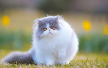 Pesona Kucing Persia: Hal Penting yang Wajib Diketahui Calon Majikan