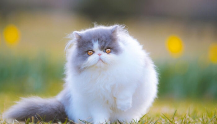 Pesona Kucing Persia: Hal Penting yang Wajib Diketahui Calon Majikan