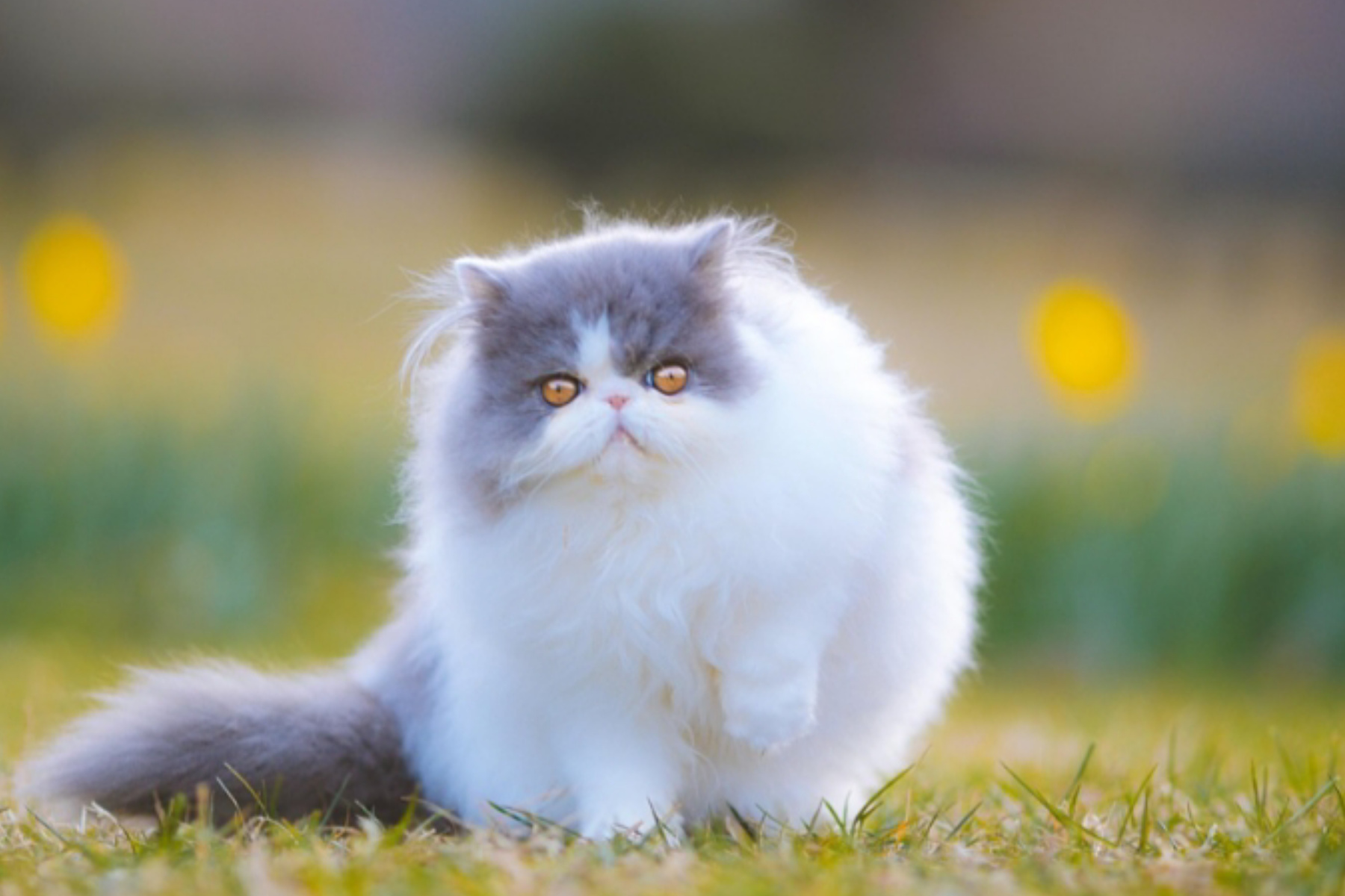 Pesona Kucing Persia: Hal Penting yang Wajib Diketahui Calon Majikan