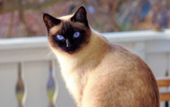 Pesona Kucing Siam: Ras Eksotis dengan Sejarah Kerajaan