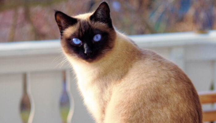 Pesona Kucing Siam: Ras Eksotis dengan Sejarah Kerajaan