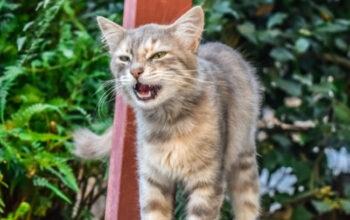 Rahasia di Balik Meong: Memahami Arti Suara Kucing Kesayangan Anda