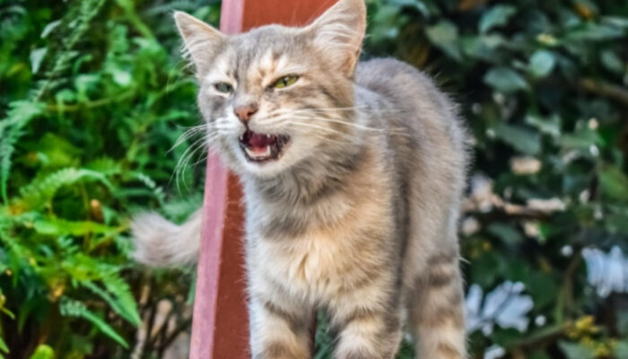 Rahasia di Balik Meong: Memahami Arti Suara Kucing Kesayangan Anda