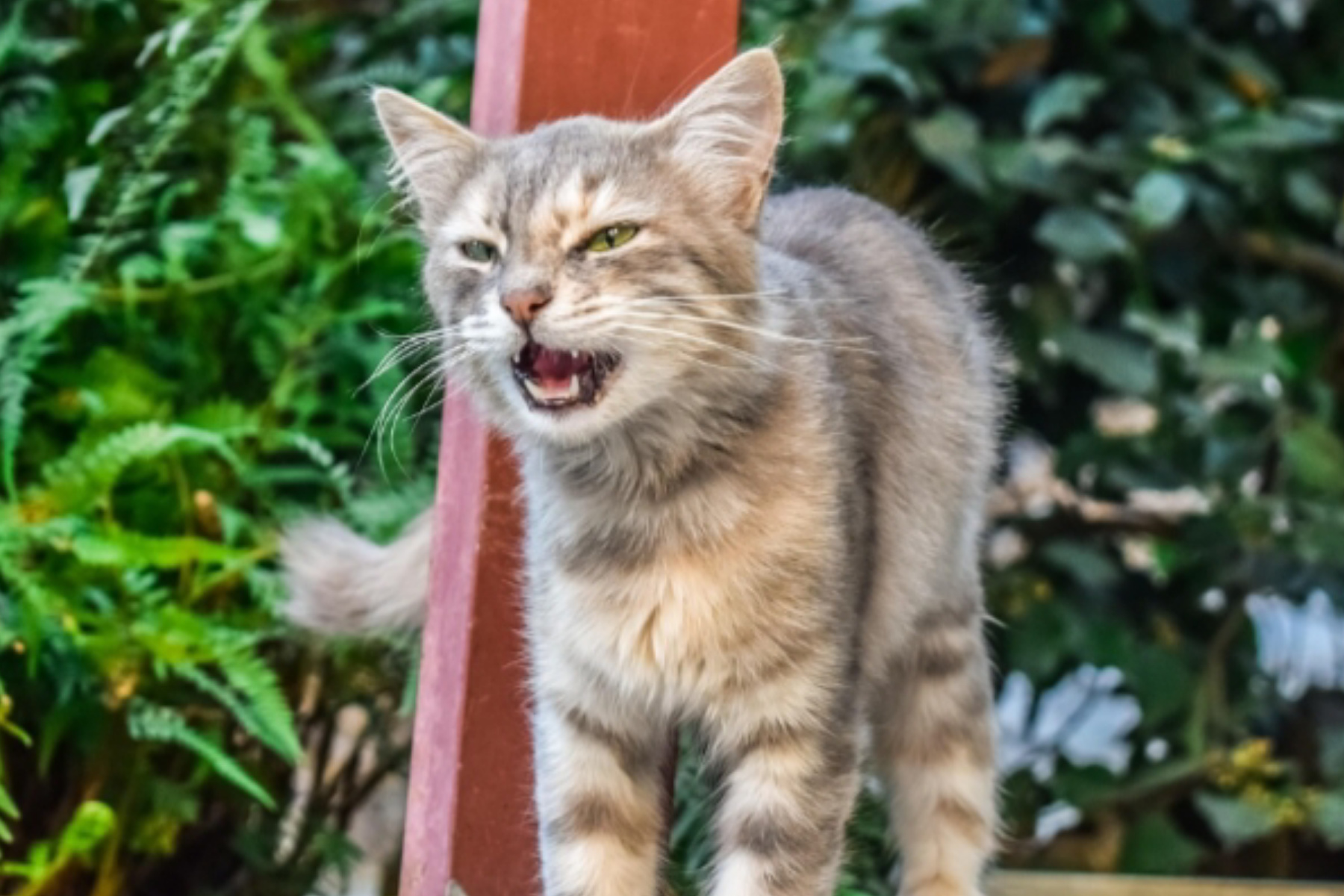 Rahasia di Balik Meong: Memahami Arti Suara Kucing Kesayangan Anda