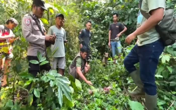 Warga Cianjur Diteror Monyet Liar, 1 Bocah Jadi Korban 3 Warga Cianjur Diteror Monyet Liar, 1 Bocah Jadi Korban