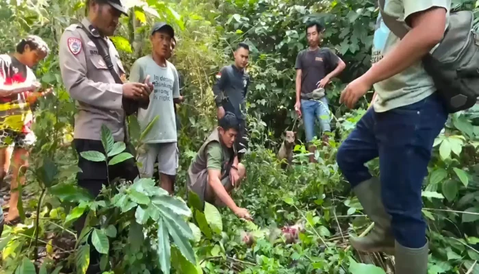 Warga Cianjur Diteror Monyet Liar, 1 Bocah Jadi Korban
